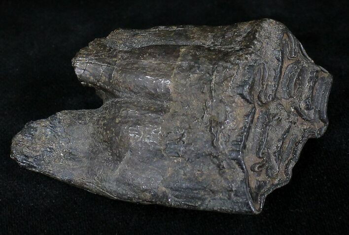 Pleistocene Aged Fossil Horse Tooth - Florida #21838